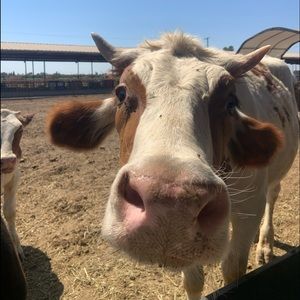 Meet your Posher, Jasmine